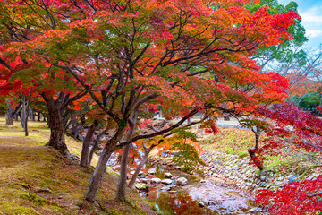 Japan. Japanese red maple in Nara park. Japanese maple in the autumn park. The nature of Japan. Red maple grows near the creek. Autumn landscape of the city of Nara. Colorful trees. Japan wood.