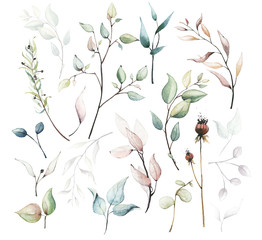Watercolor painted floral set of dried flowers, leaves, branches, eucalyptus etc. isolated on white background.