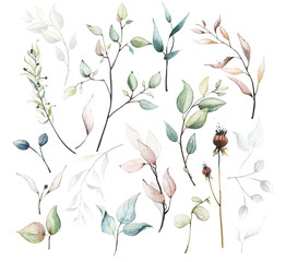 Watercolor painted floral set of dried flowers, leaves, branches, eucalyptus etc. isolated on white background.