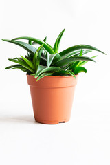 Aloe Vera plant in a pot isolated on white background. Home gardening concept.