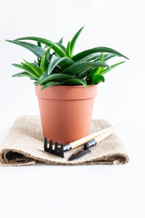 Aloe Vera plant in a pot with garden tools on white background. Home gardening concept.