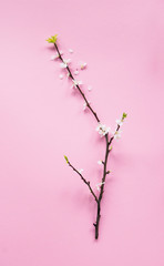 spring and youth concept, minimalism, flowering apricot branch on a pink background