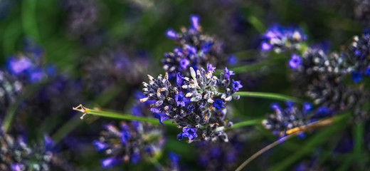 Plakat lavender flowers