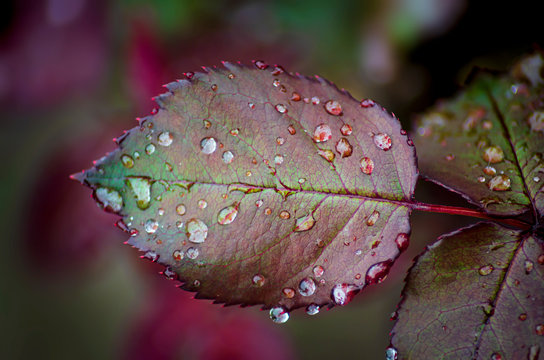 Closeup of dew drops on rose leaf