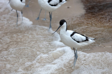 Obraz premium Wader: black and white Pied avocet on the beach