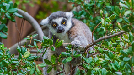 ワオキツネザル