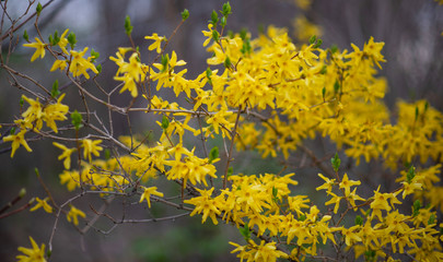 Yellow forsythia flowers. Yellow blossoms of forsythia bush. First blooming bush in spring.