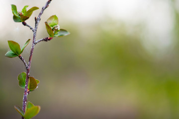 The first spring gentle leaves, buds and branches. Toned image spring tree branch on gentle soft background outdoors. Spring border template floral background. Free space for your text.
