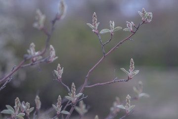 The first spring gentle leaves, buds and branches. Toned image spring tree branch on gentle soft background outdoors. Spring border template floral background. Free space for your text.