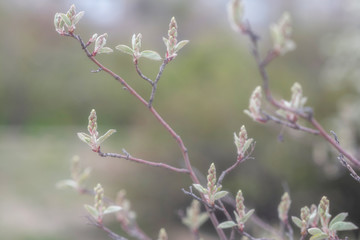 The first spring gentle leaves, buds and branches. Toned image spring tree branch on gentle soft background outdoors. Spring border template floral background. Free space for your text.