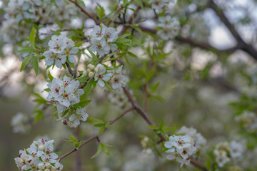 Spring background with blossom. Beautiful nature scene with blooming tree. Easter. Spring flowers. Beautiful orchard. Abstract blurred background.