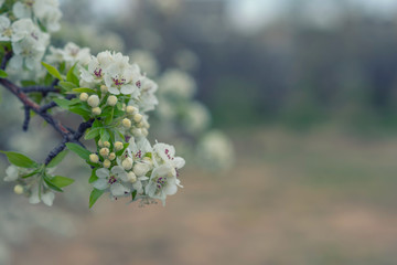 Spring background with blossom. Beautiful nature scene with blooming tree. Easter. Spring flowers. Beautiful orchard. Abstract blurred background.