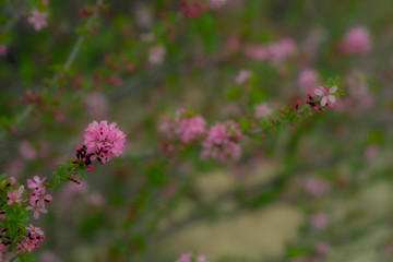 Spring background with blossom. Beautiful nature scene with blooming tree. Easter. Spring flowers. Beautiful orchard. Abstract blurred background.