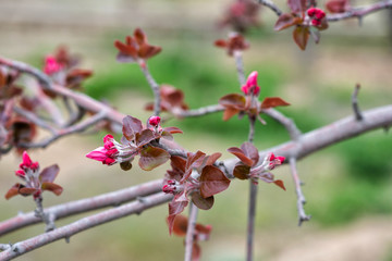 Spring background with blossom. Beautiful nature scene with blooming tree. Easter. Spring flowers. Beautiful orchard. Abstract blurred background.