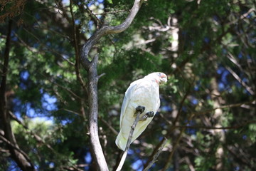 Cacatua sanguinea in Australia