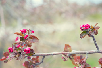 Spring background with blossom. Beautiful nature scene with blooming tree. Easter. Spring flowers. Beautiful orchard. Abstract blurred background.