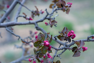 Spring background with blossom. Beautiful nature scene with blooming tree. Easter. Spring flowers. Beautiful orchard. Abstract blurred background.