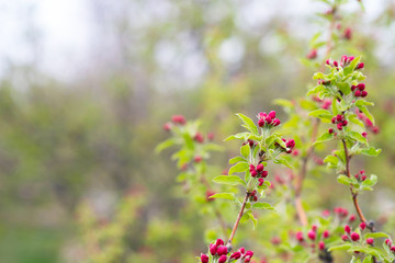Spring background with blossom. Beautiful nature scene with blooming tree. Easter. Spring flowers. Beautiful orchard. Abstract blurred background.