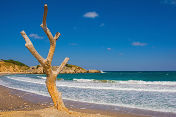 An old dead tree on the beach on the Black Sea coast at Kilimli Bay, near Agva, Sile, in north west Turkey