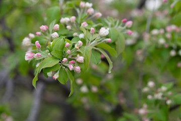 Spring background with blossom. Beautiful nature scene with blooming tree. Easter. Spring flowers. Beautiful orchard. Abstract blurred background.