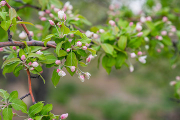 Spring background with blossom. Beautiful nature scene with blooming tree. Easter. Spring flowers. Beautiful orchard. Abstract blurred background.
