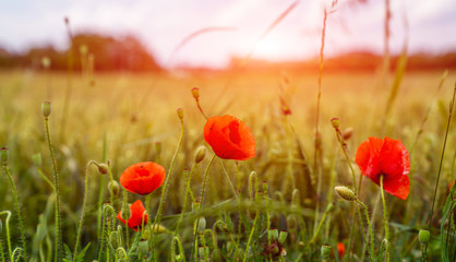 Beautiful field of red poppies. Flower poppy flowering on background poppies flowers. Nature. Landscape with nice sunset over poppy field.