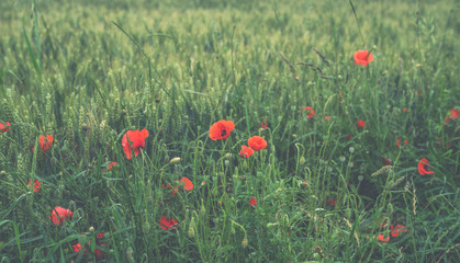 Wheat field and countryside scenery. Сultivated fields landscape in rural France. Spring red poppy in wheat field.