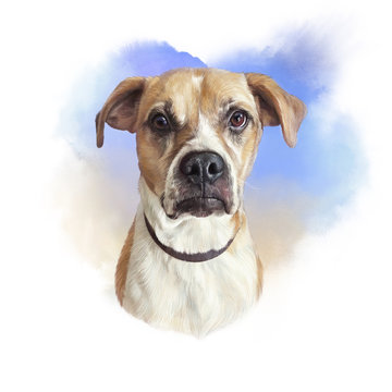 Cute Fawn boxer puppy on watercolor background. Realistic drawing of Boxer dog. Hand Painted Illustration of Pets. Animal art collection: Dogs. Good for cover, print T-shirt, pillow. Design template