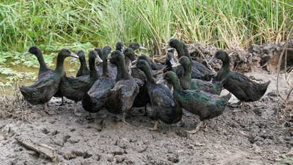 Fototapeta premium Black Ducks 