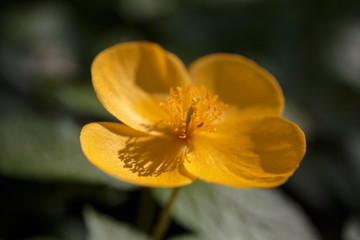 Hylomecon vernalis, forest poppy, yellow flower blooms in spring in the Moscow Botanical garden, closeup, side view