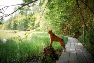 dog by the swamp. Walk with pet. Nova Scotia Duck Tolling Retriever in a puddle