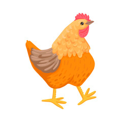Chicken walks. Character on a white background. Vector cartoon illustration.