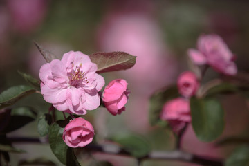 pink crab flowers with buds close-up