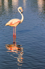 Peaceful flamingo in the water in Camargue, France