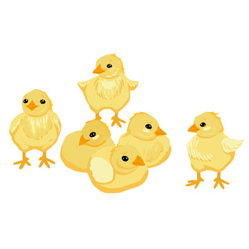 Set of little chickens. Sleeping, standing and sitting chickens. Vector cartoon illustration