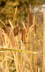 Reed plant in autumn