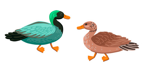 Two adult ducks, a male and a female. Green duck and mother duck. Vector characters on a white background.