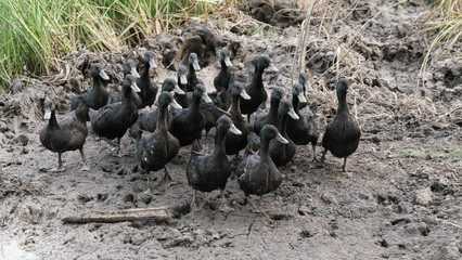 Obraz premium Flock of Black Ducks 
