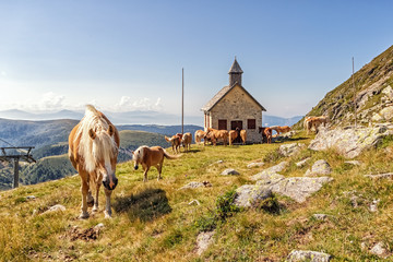 Haflinger horses on alpine pasture near Merano in South Tyrol, Italy