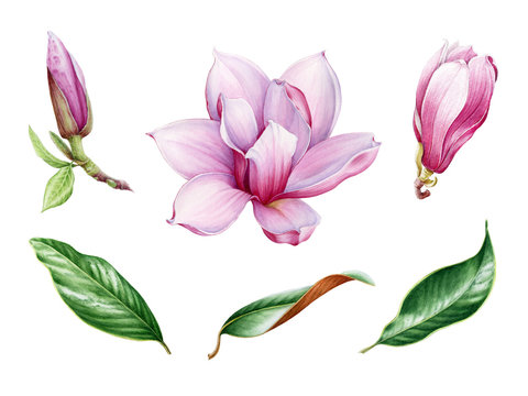 Pink magnolia flower and leaf watercolor set. Hand drawn close up collection of spring blossom and leaves. Magnolia tree illustration elements isolated on white background.
