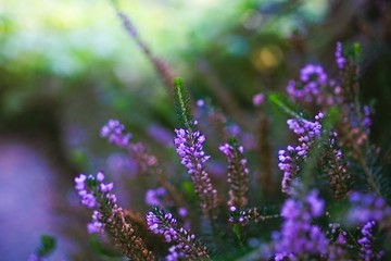 Fototapeta na wymiar Purple Flowers Macro