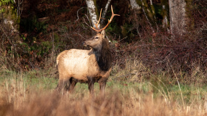 Roosevelt Elk