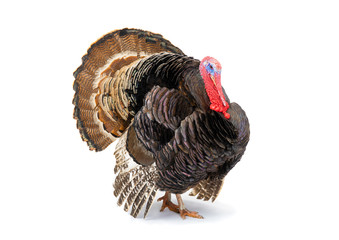 Bronze turkey isolated on a white background.