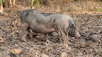 Juvenile Pigs or young pigs