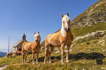 Haflinger horses on alpine pasture near Merano in South Tyrol, Italy
