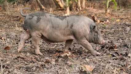 Juvenile Pigs or young pigs