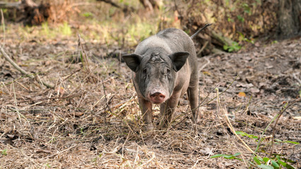 Juvenile Pigs or young pigs