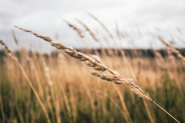 The beauty of Russian fields