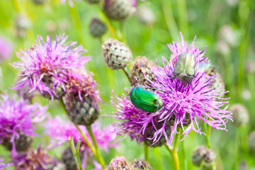 Green beetle, bronze green, (Cetonia) sits on a thistle flower