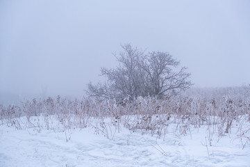 winter landscape with trees and snow